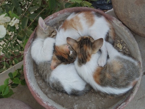 Farewell to the potted kittens of Egypt and a return to the fussy elderly cats of Cheshire
